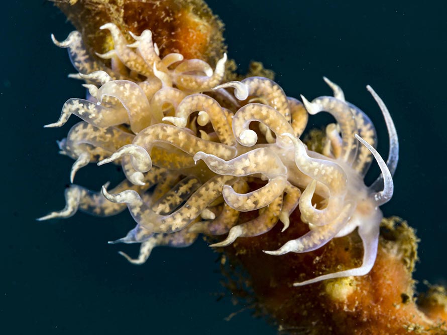 Phyllodesmium poindimiei